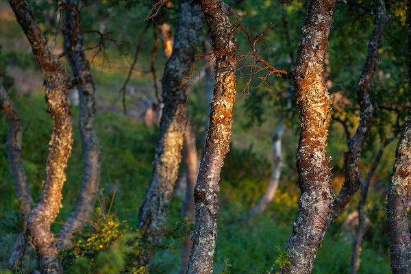 Wandbild | Fjellbirkenwald in der Abendsonne